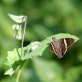 HESPERIIDAE, Autochton longipennis (zarex)